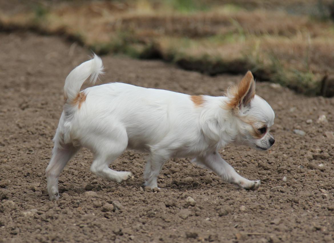 Chihuahua Blackstars Haley - 5 mdr.. billede 13