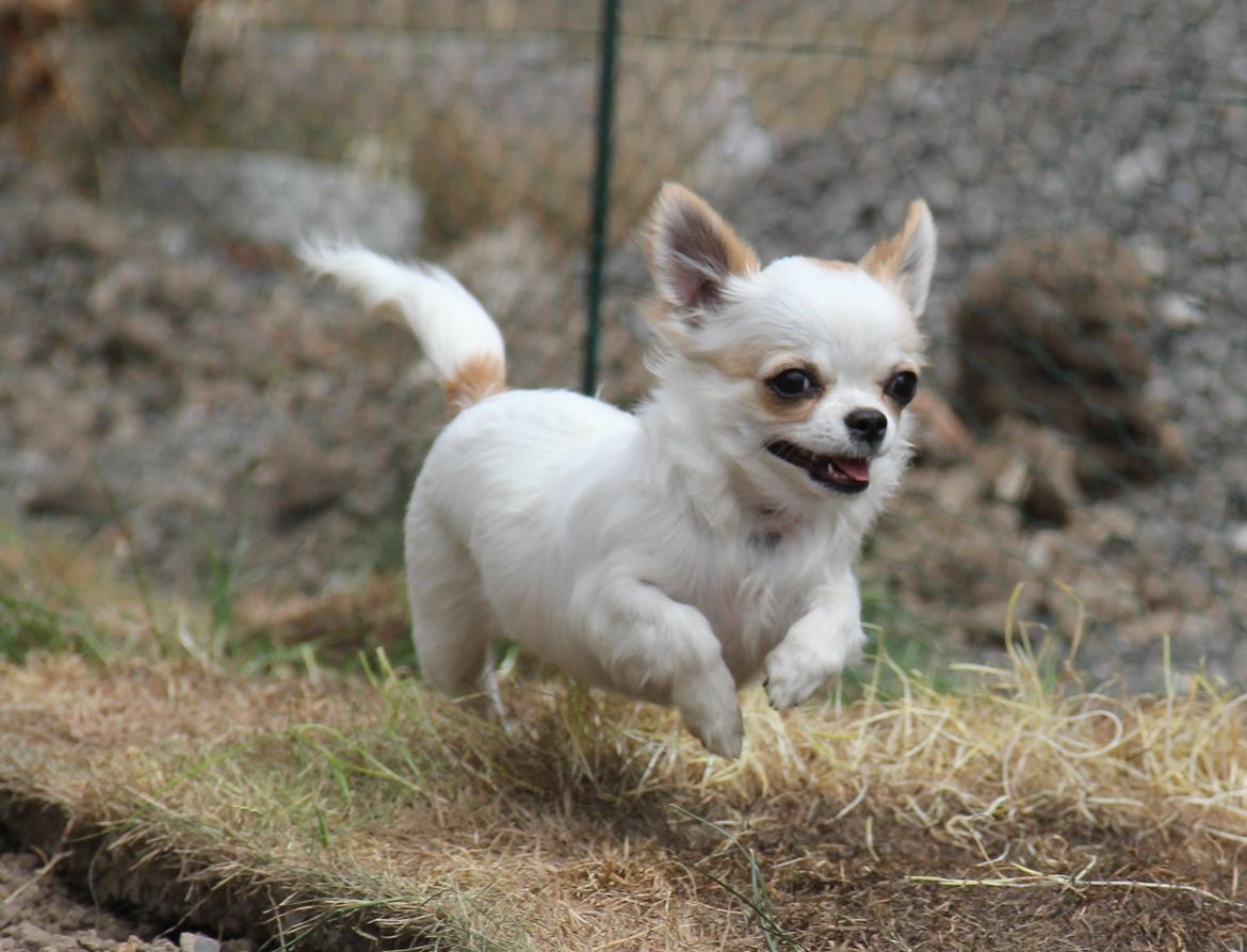 Chihuahua Blackstars Haley - 5 mdr.. billede 14