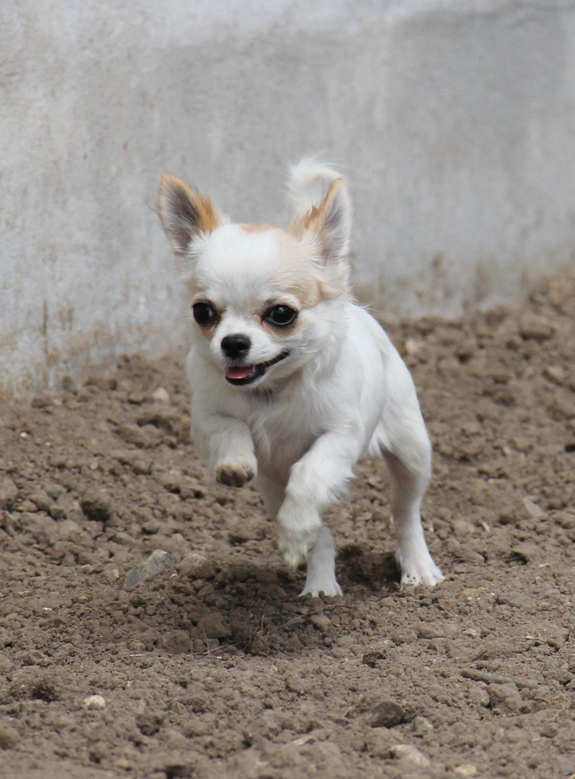 Chihuahua Blackstars Haley - 5 mdr.. billede 15