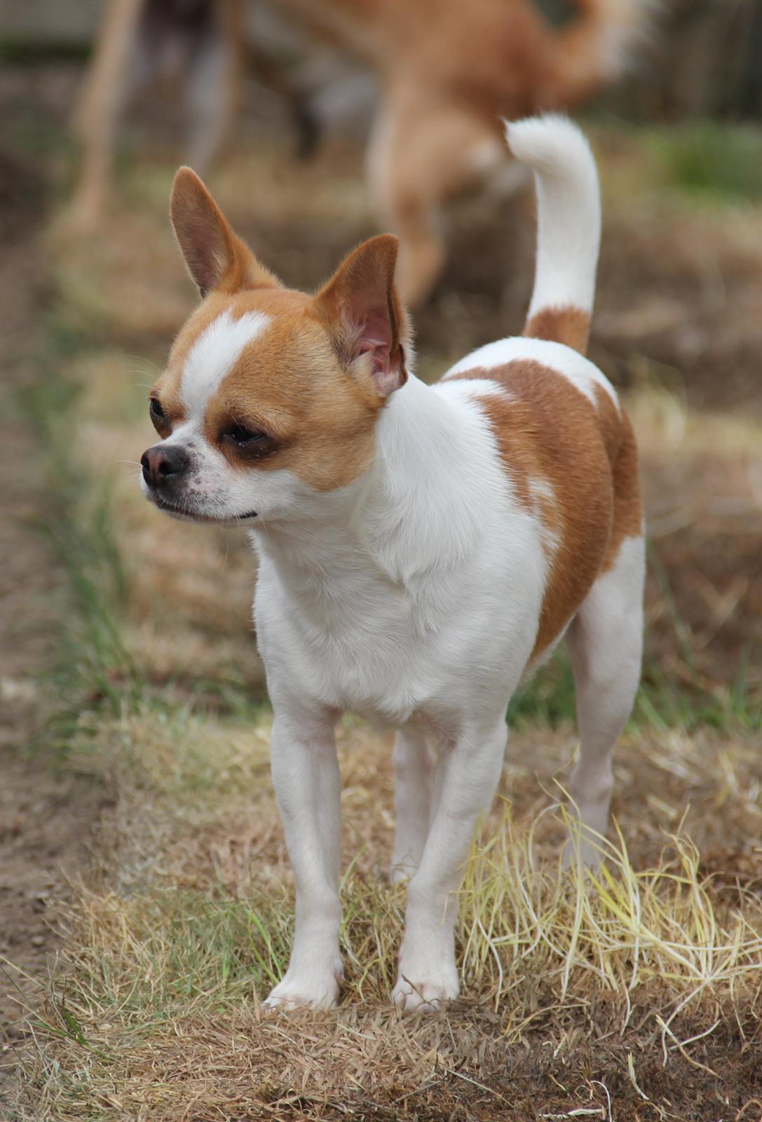 Chihuahua Don-Bentley vom Hochmoor billede 1