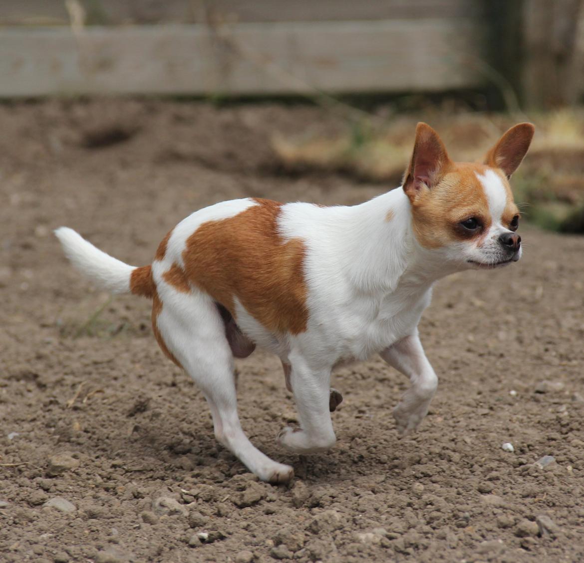 Chihuahua Don-Bentley vom Hochmoor billede 19