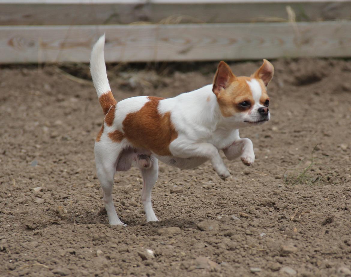 Chihuahua Don-Bentley vom Hochmoor billede 20