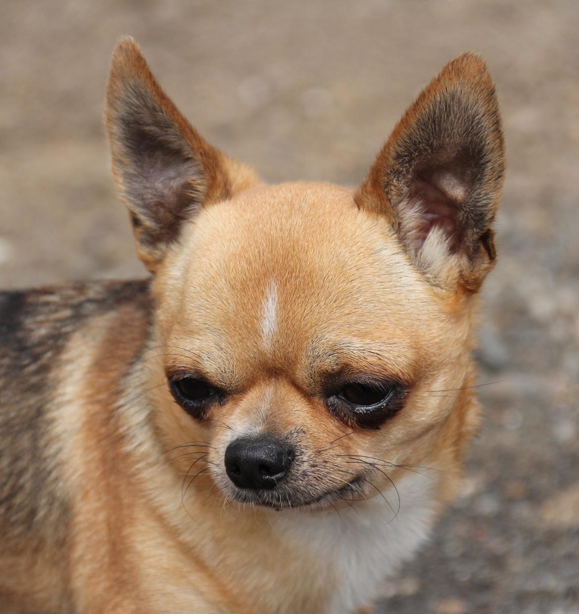 Chihuahua Itschy vom Hochmoor billede 17