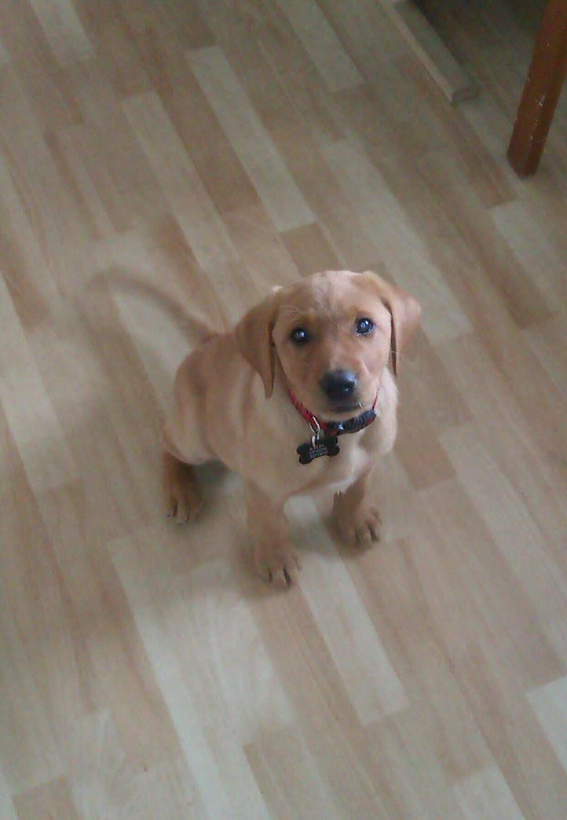 Labrador retriever Bailey billede 1