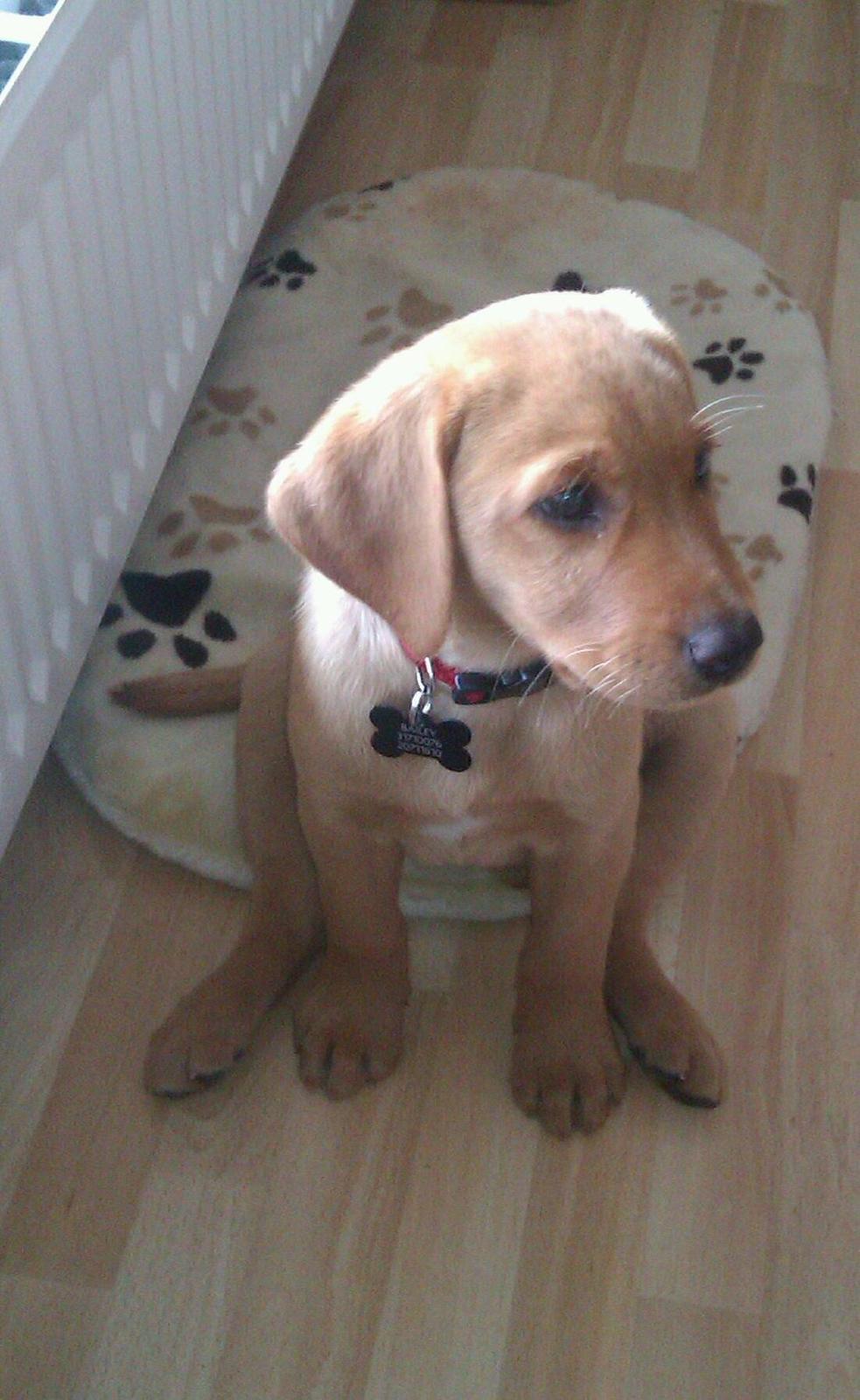 Labrador retriever Bailey billede 2