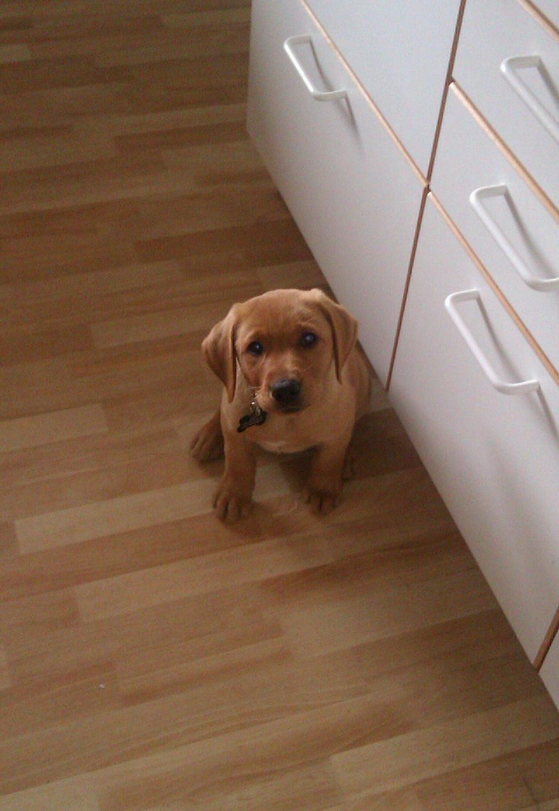 Labrador retriever Bailey billede 3