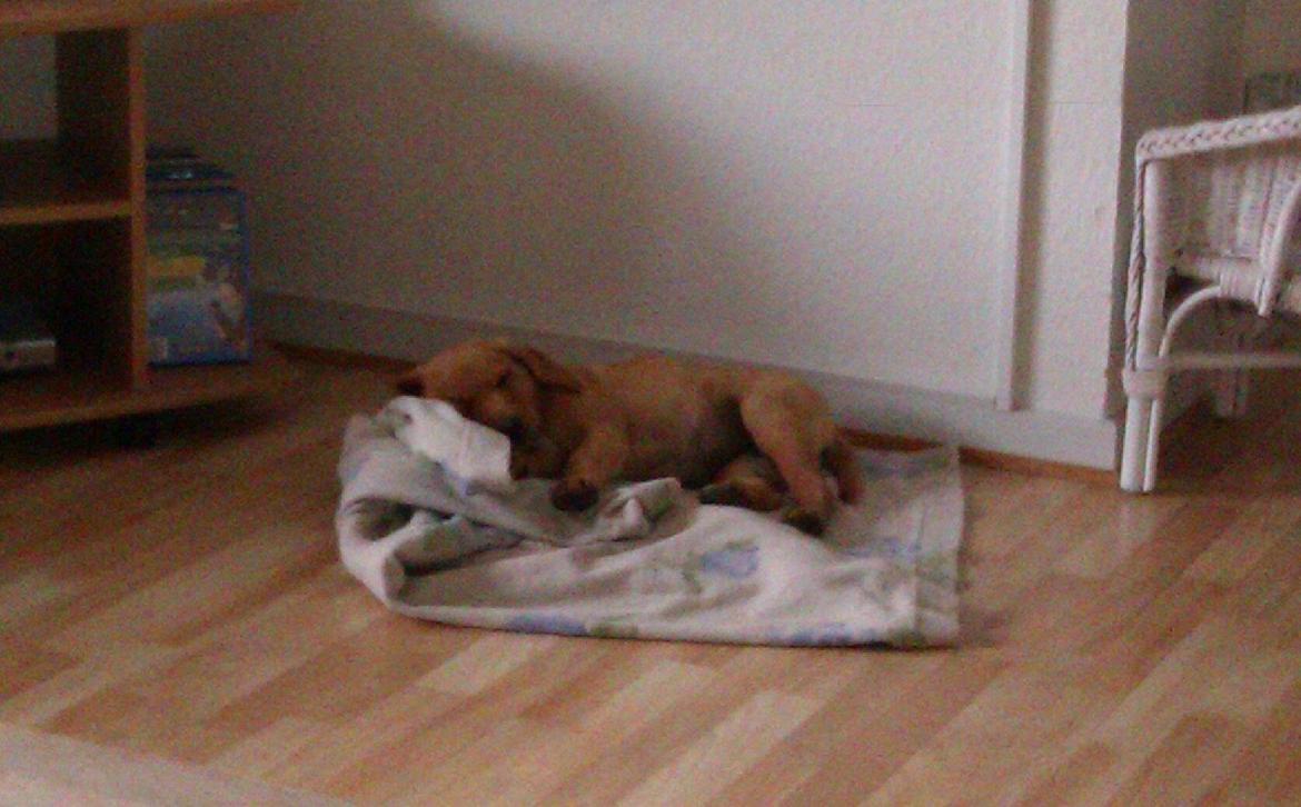 Labrador retriever Bailey billede 4