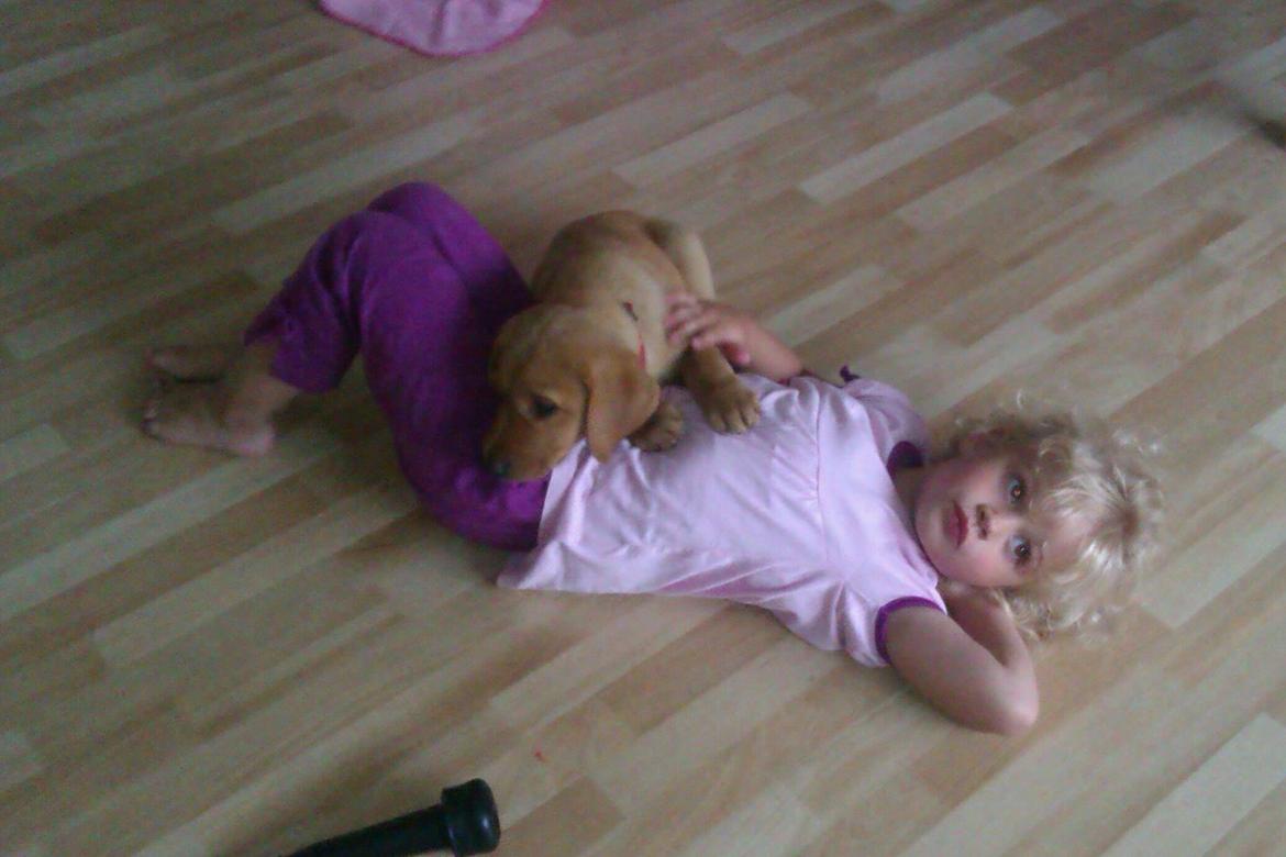 Labrador retriever Bailey billede 5