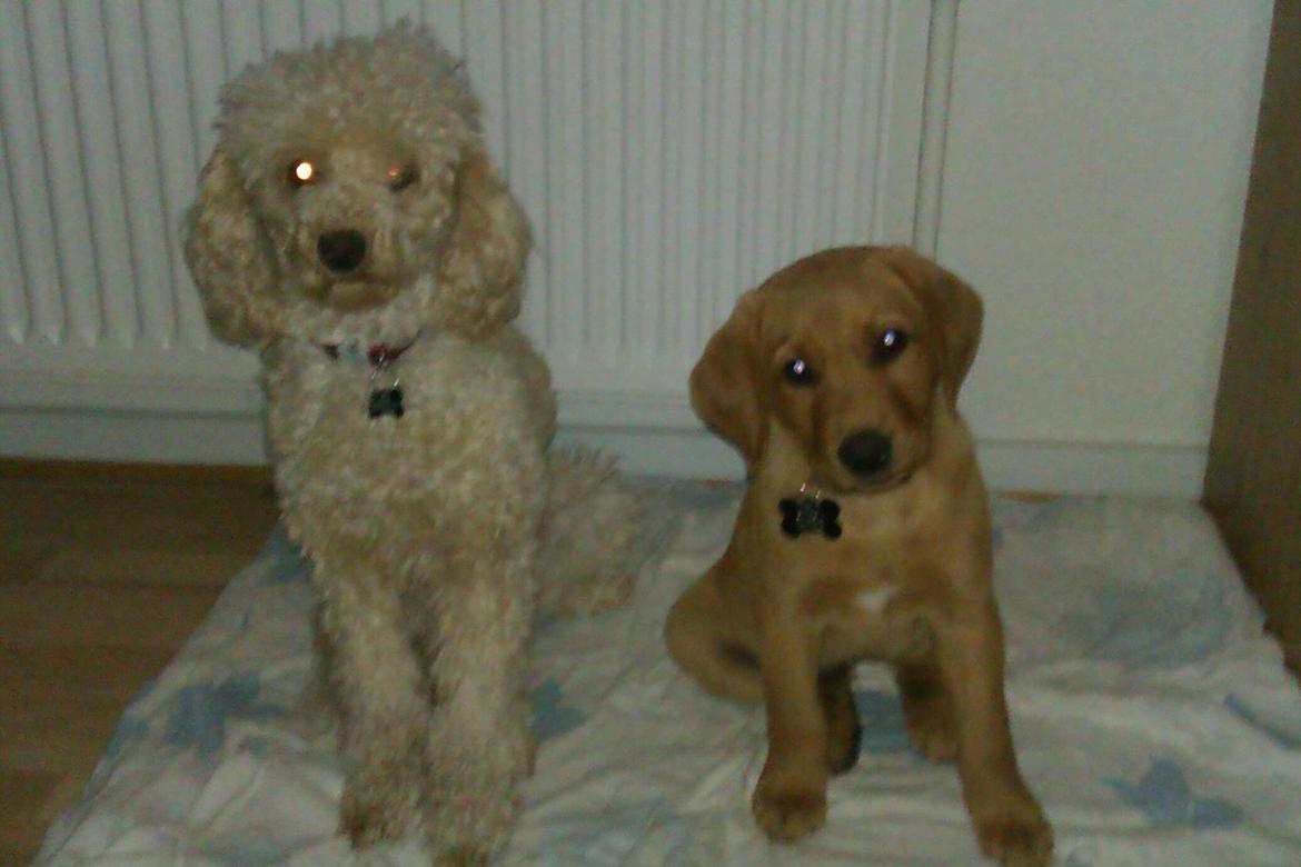 Labrador retriever Bailey billede 6