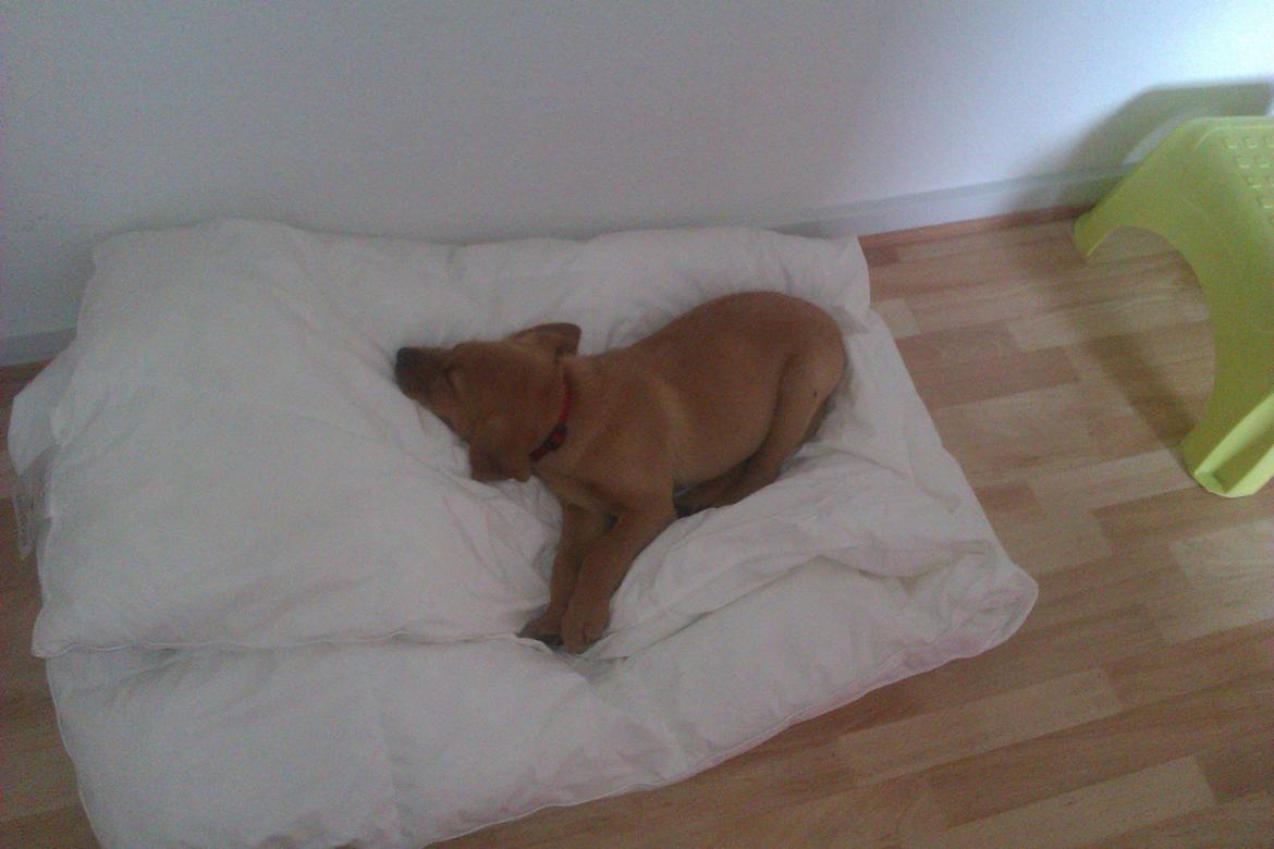 Labrador retriever Bailey billede 7