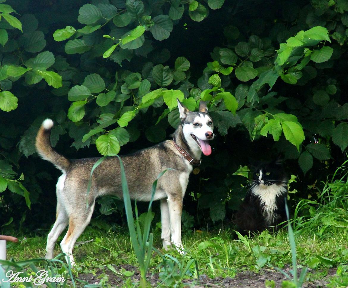 Blanding af racer Trinity billede 8