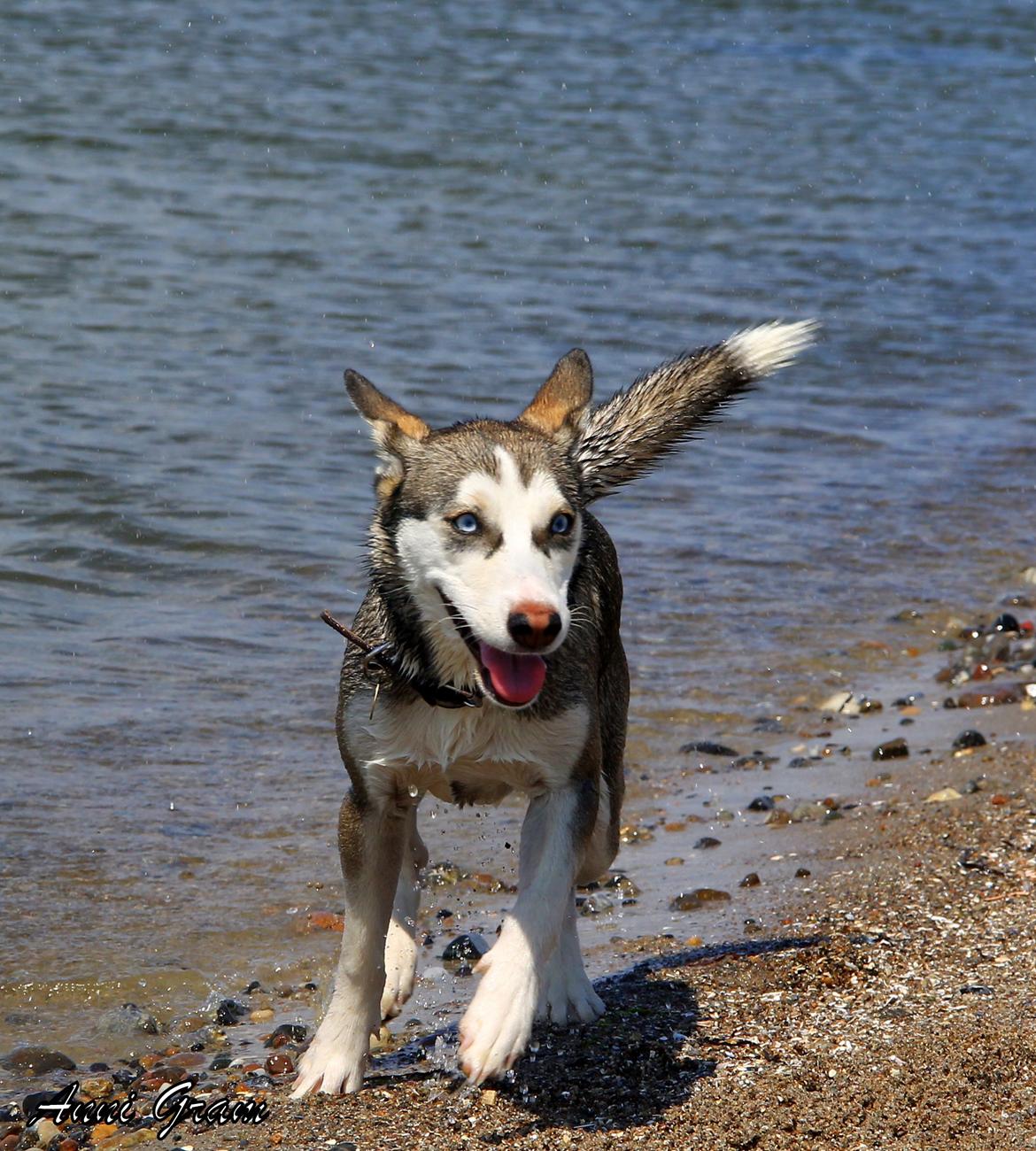 Blanding af racer Trinity billede 9
