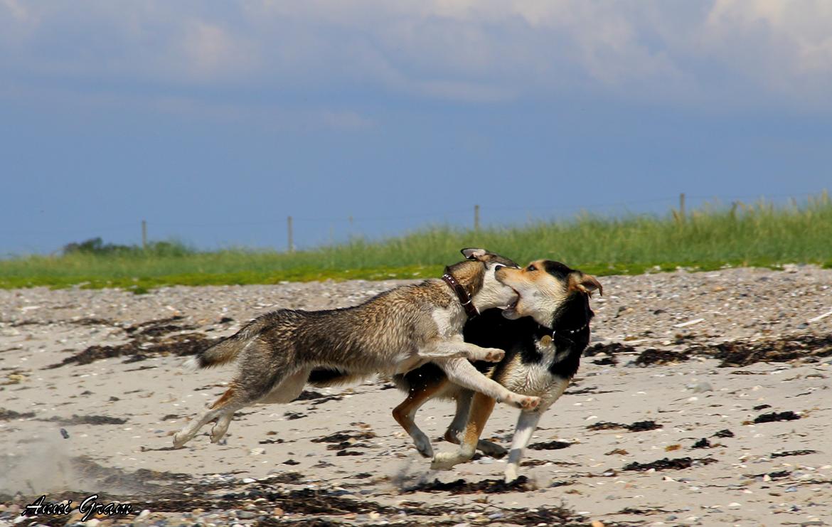 Blanding af racer Trinity - Silver style :D billede 10