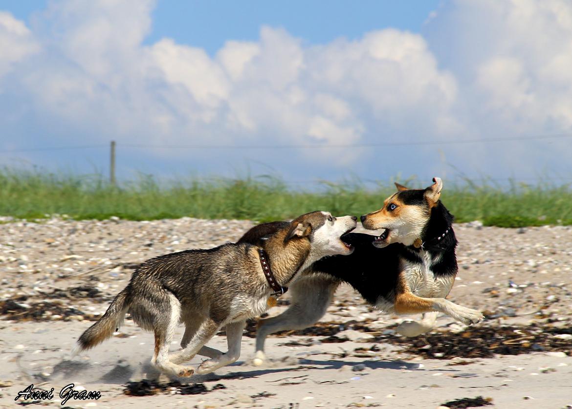 Blanding af racer Trinity billede 11