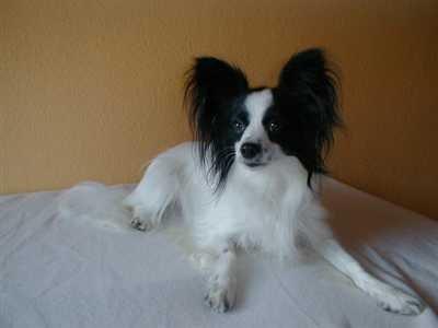 Papillon Aske billede 1
