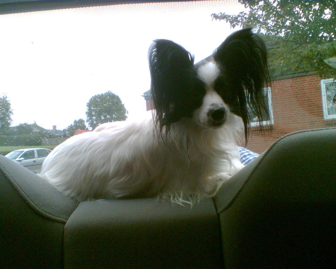 Papillon Aske billede 2