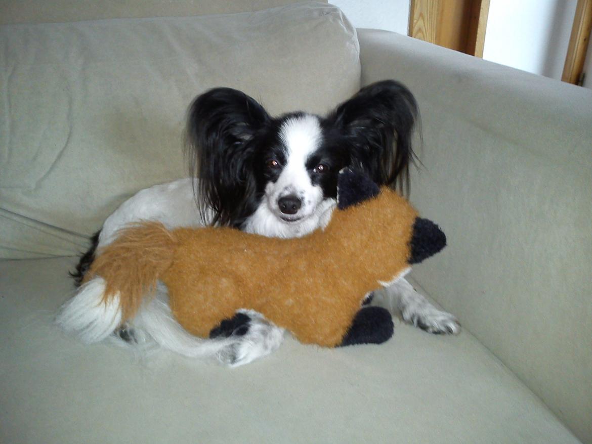 Papillon Aske billede 3