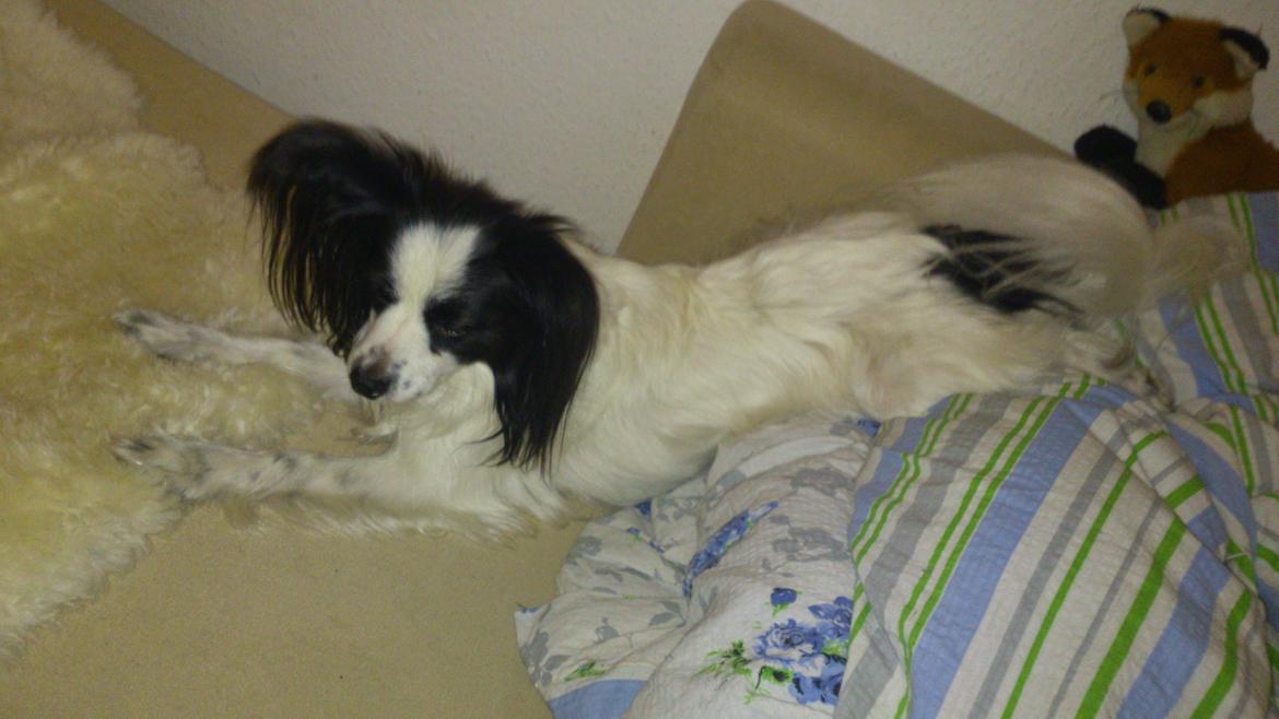 Papillon Aske billede 4