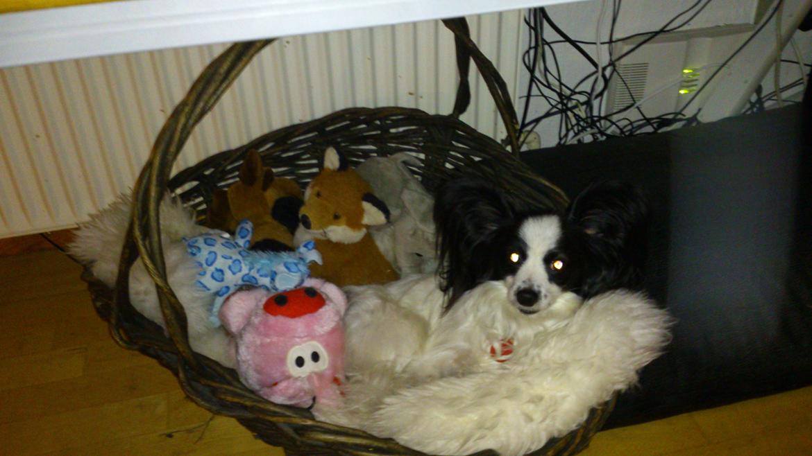 Papillon Aske billede 5