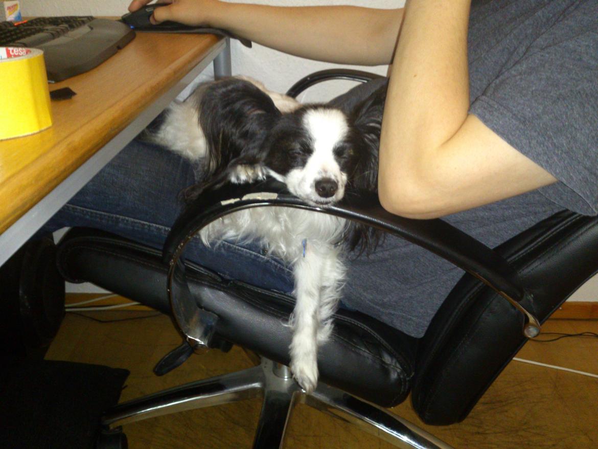 Papillon Aske billede 6