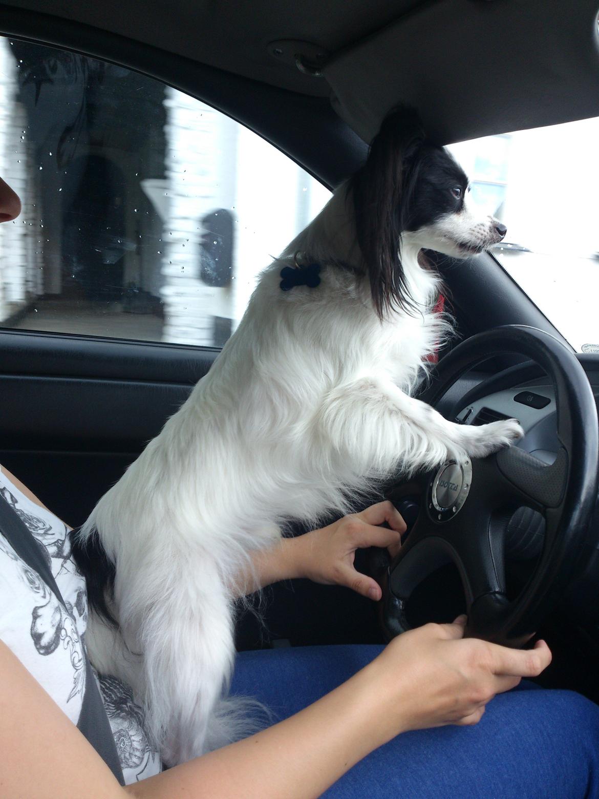 Papillon Aske billede 7