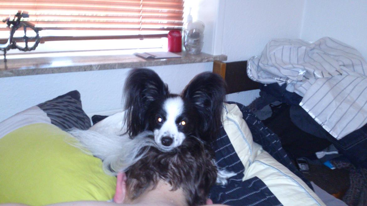 Papillon Aske billede 8