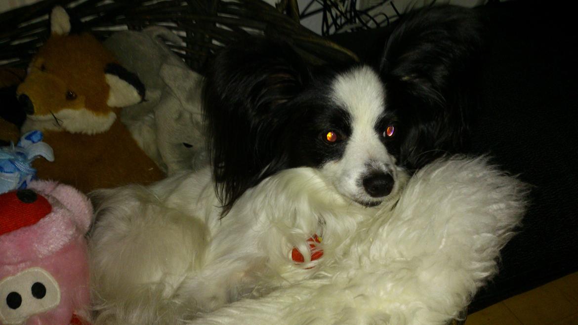 Papillon Aske billede 9