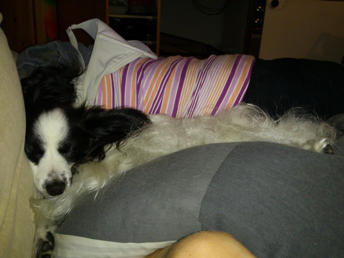 Papillon Aske billede 10