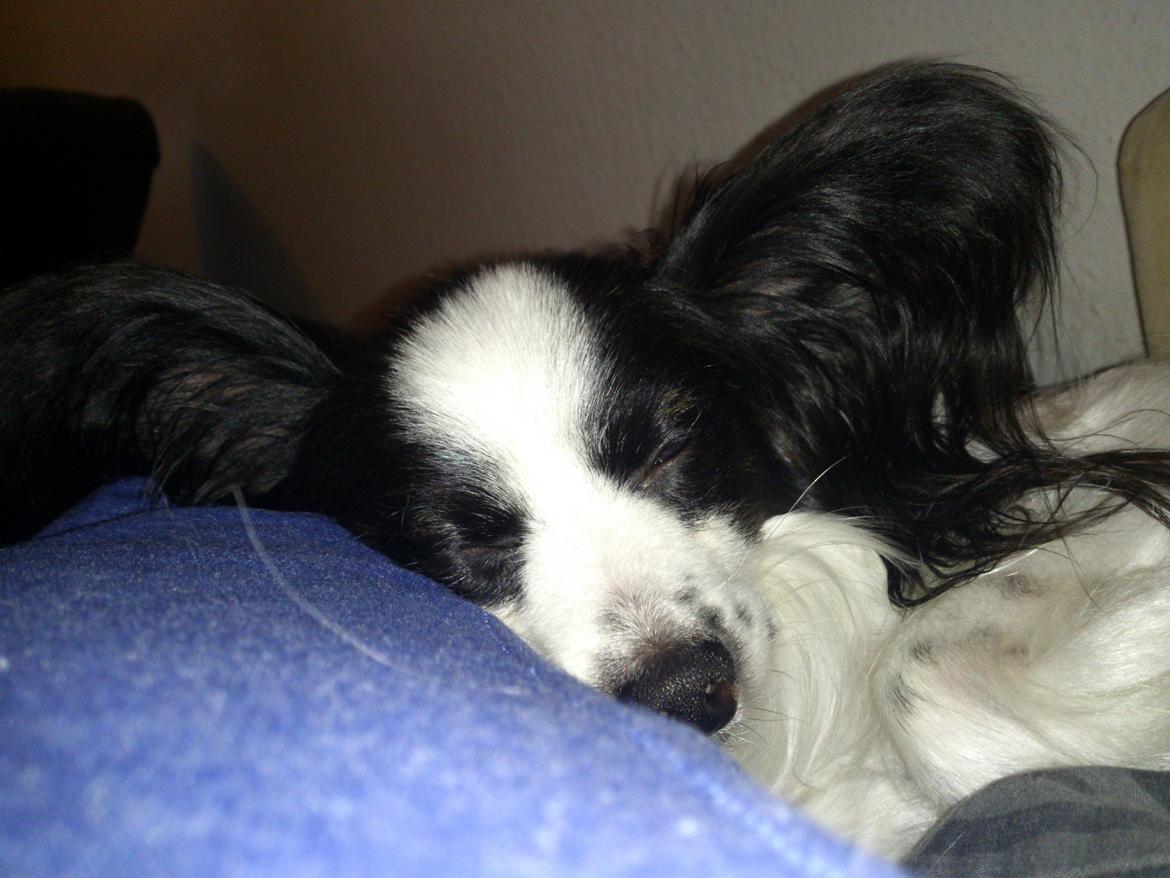 Papillon Aske billede 11