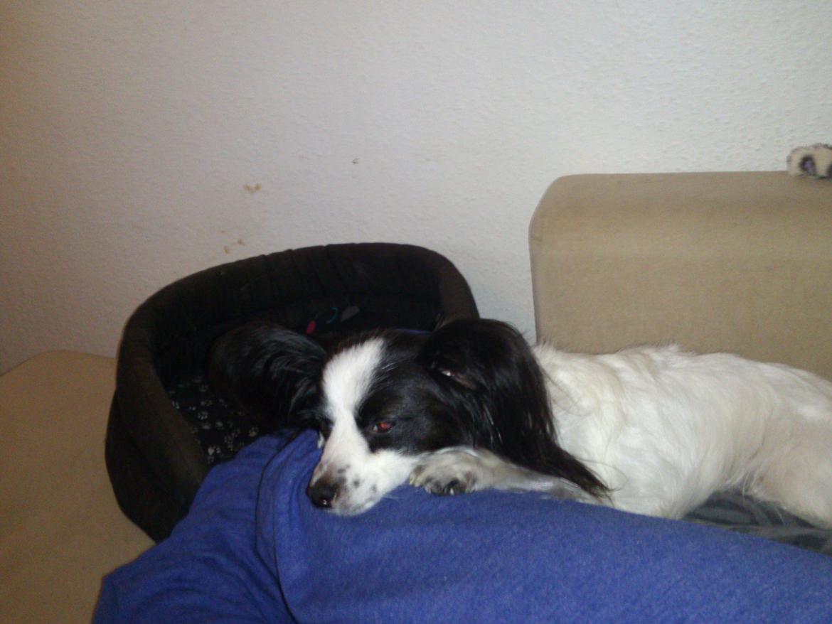 Papillon Aske billede 12