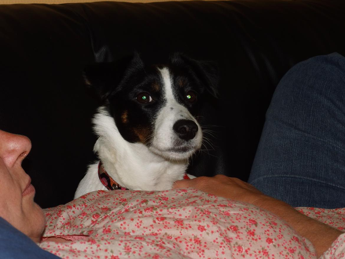 Dansk svensk gaardhund Lady billede 12