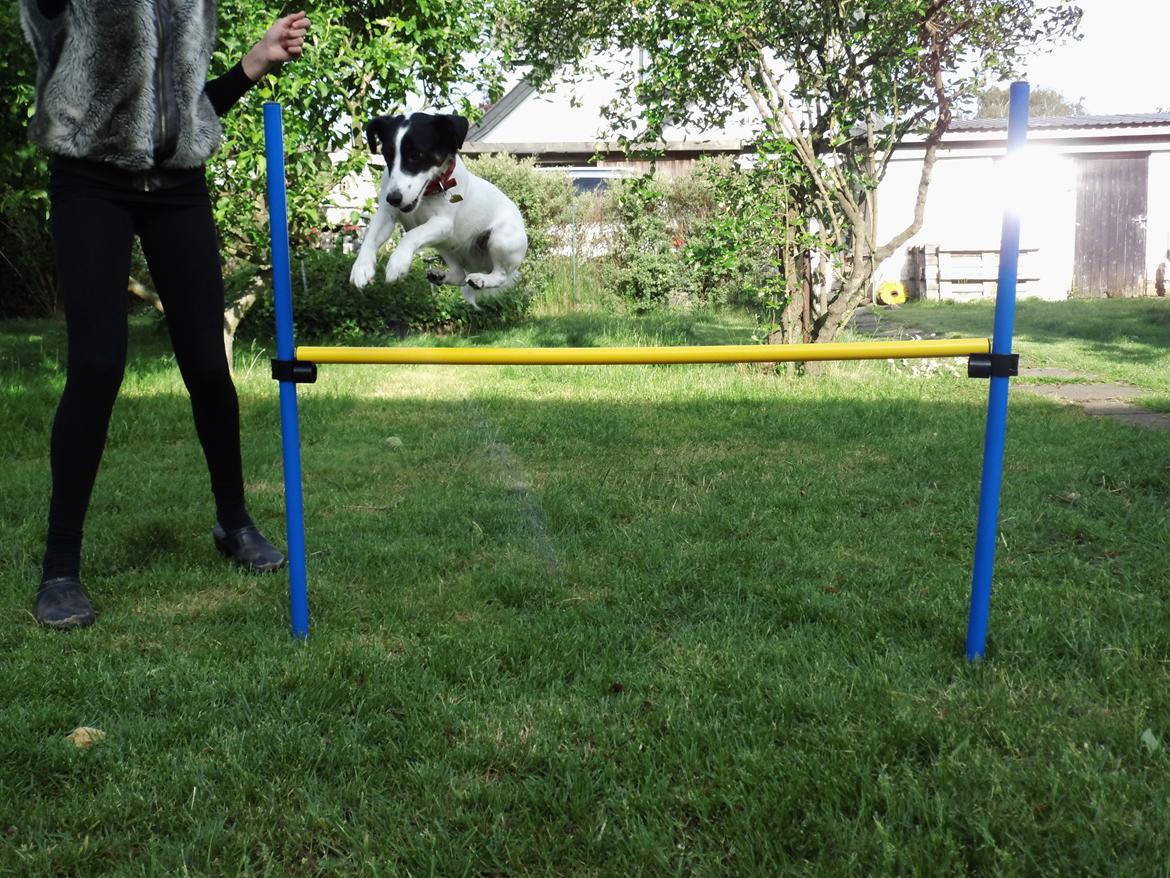 Dansk svensk gaardhund Lady billede 13