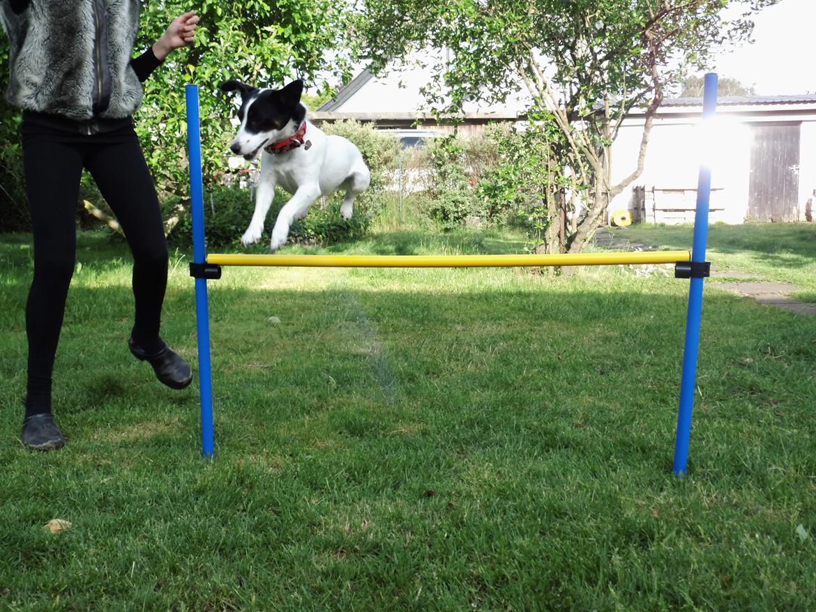 Dansk svensk gaardhund Lady billede 14
