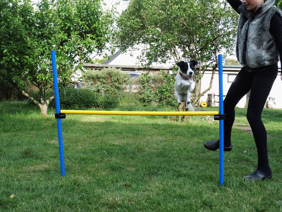 Dansk svensk gaardhund Lady billede 15