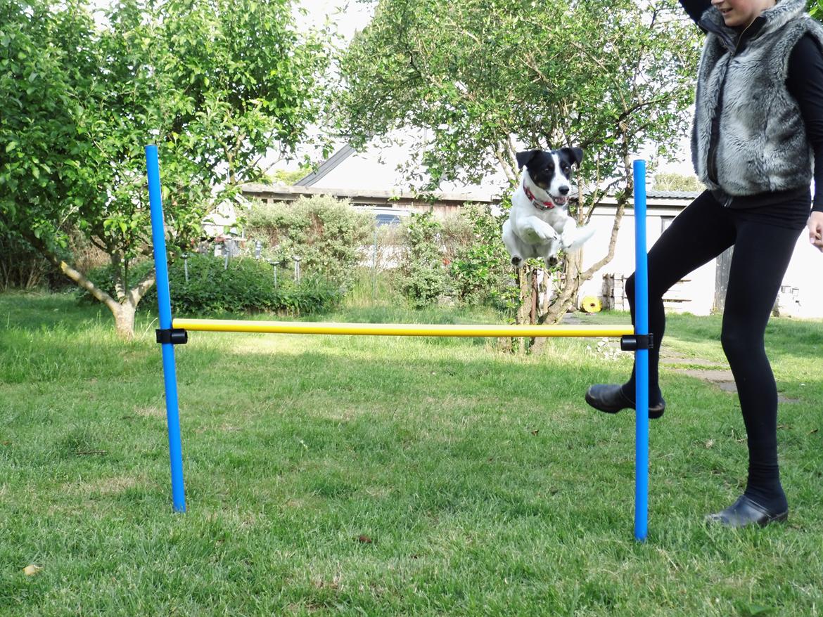 Dansk svensk gaardhund Lady billede 16