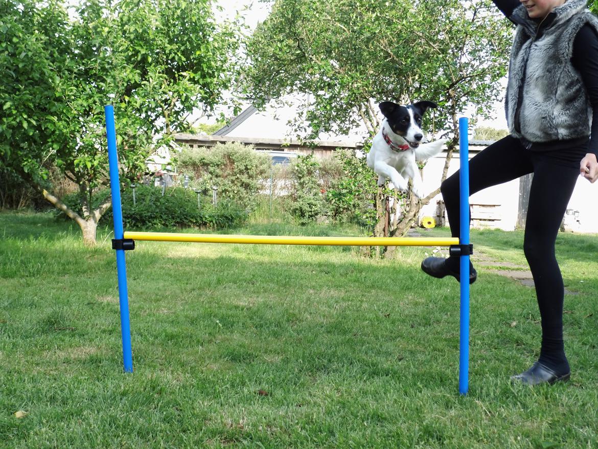 Dansk svensk gaardhund Lady billede 17