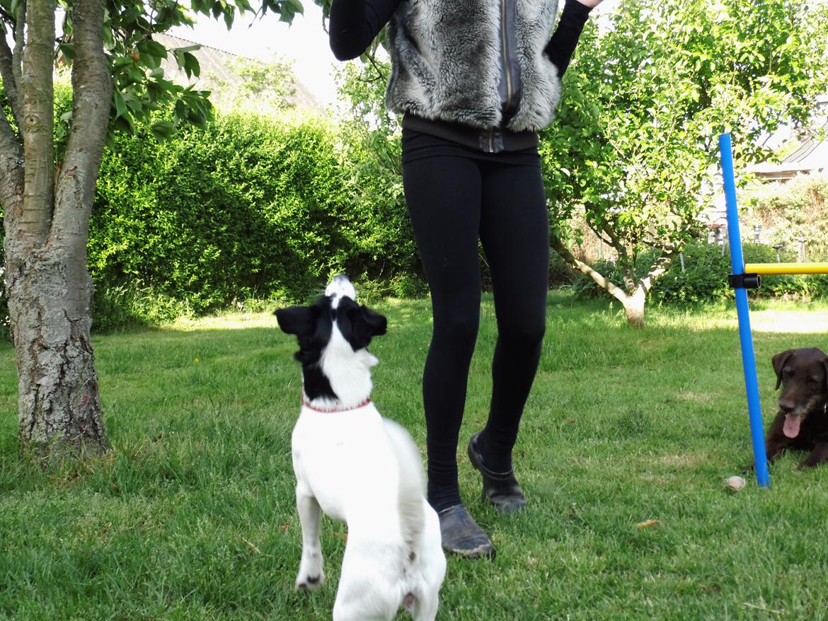 Dansk svensk gaardhund Lady billede 18