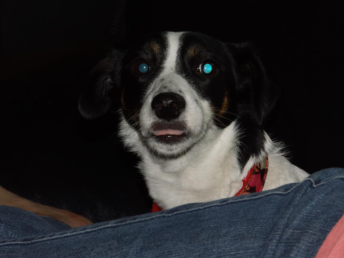 Dansk svensk gaardhund Lady billede 19