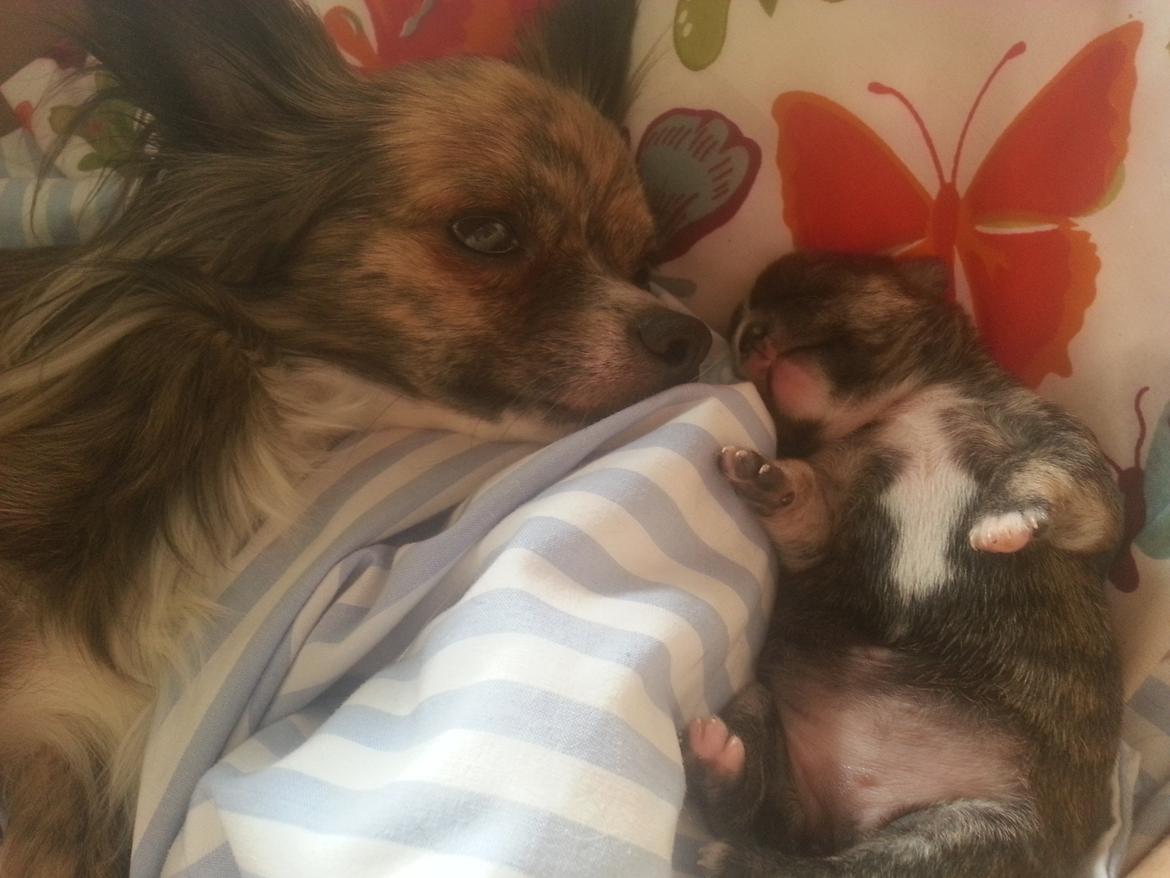 Chihuahua Calla Elwicca Dream Le Petita 1st (Destiny) billede 13