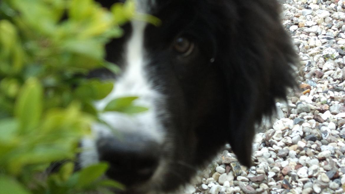 Landseer Nanaa - Apenayaa's Angelic Angel - HEJ ALLESAMMEN
JEG ER NANAA ANGEL :-)
SKAL VI VÆRE VENNER? billede 1