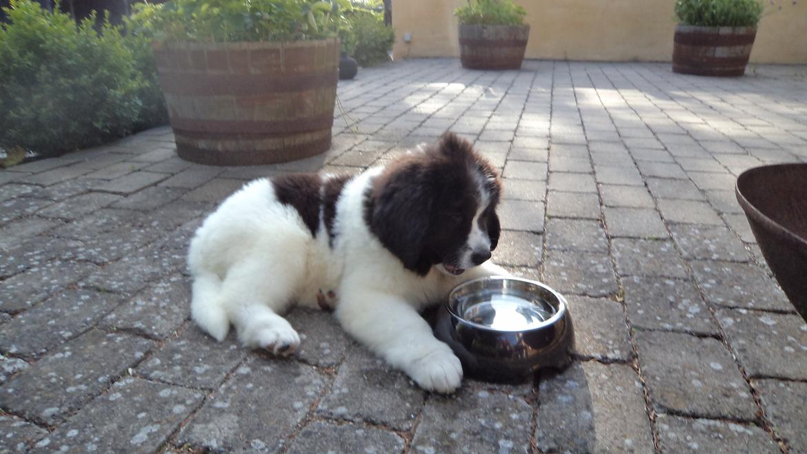 Landseer Nanaa - Apenayaa's Angelic Angel - 10 uger gammel og lige landet i mit nye hjem...
 billede 2