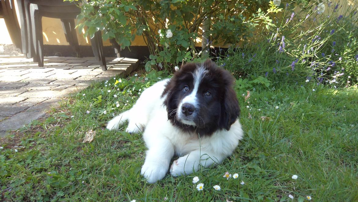 Landseer Nanaa - Apenayaa's Angelic Angel - 10 uger gammel - ligger lige og betragter det de kalder mit nye hjem...   billede 3