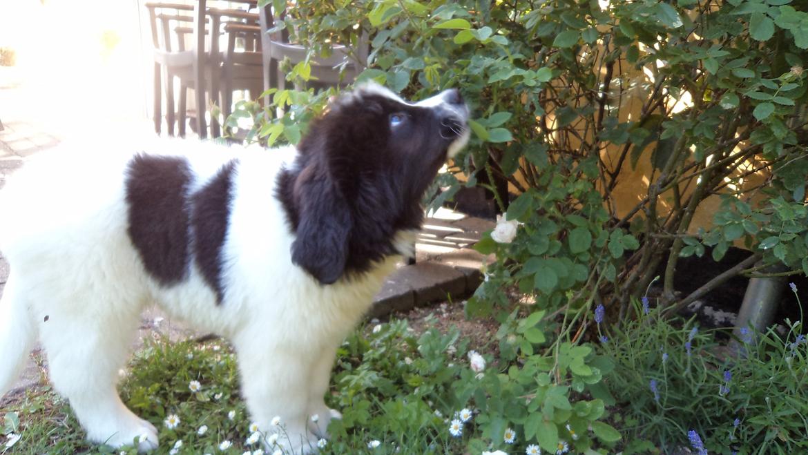 Landseer Nanaa - Apenayaa's Angelic Angel - Hmmm - og det er så roser...
Mange nye dufte i mit nye hjem. billede 4