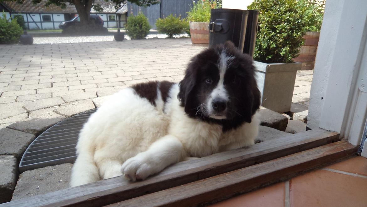 Landseer Nanaa - Apenayaa's Angelic Angel - Her vogter jeg :-)
Bare lige så I ved det her på 3. dagen i MIT nye hjem..
 billede 6