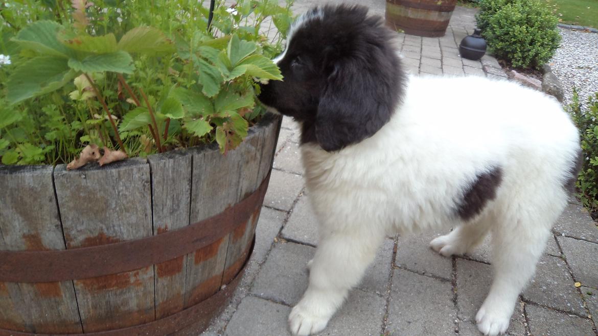 Landseer Nanaa - Apenayaa's Angelic Angel - De siger, at de her kan spises... Tester lige! billede 5