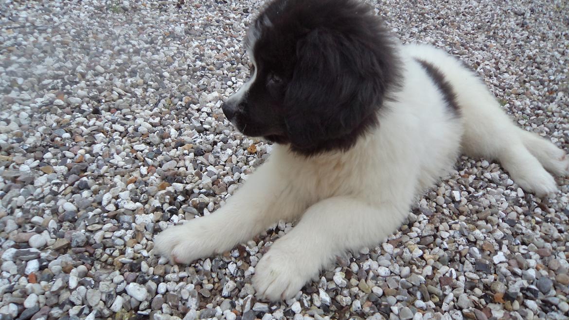 Landseer Nanaa - Apenayaa's Angelic Angel - De siger, at jeg har godt af at gå på de her sten - men ikke må spise dem... Hvordan skal jeg så vide om de er go'e, hva'?  billede 7