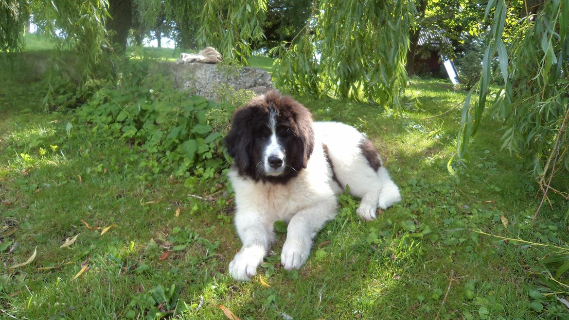 Landseer Nanaa - Apenayaa's Angelic Angel - De si'r at grønt er godt for øjnene - mine bli'r nu helt trætte her i alt det grønne...  billede 8