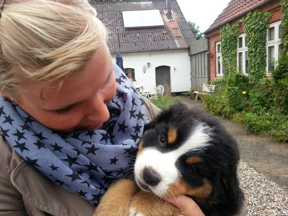 Berner sennenhund Bosco billede 2