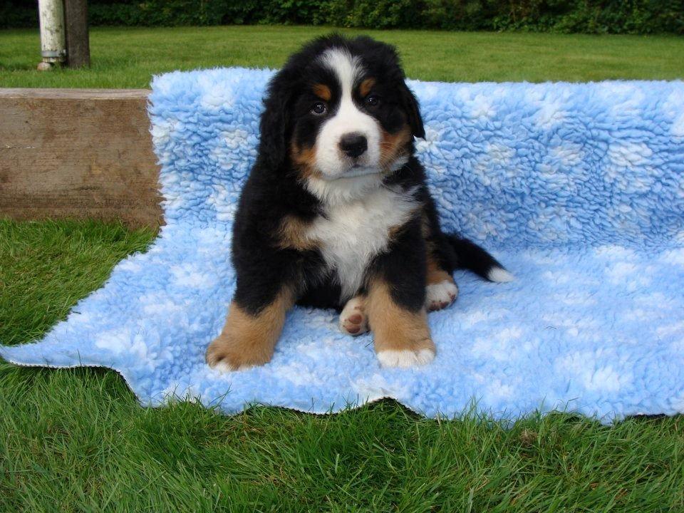 Berner sennenhund Bosco billede 3