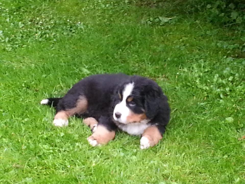 Berner sennenhund Bosco - Bosco nogle få uger gammel billede 1